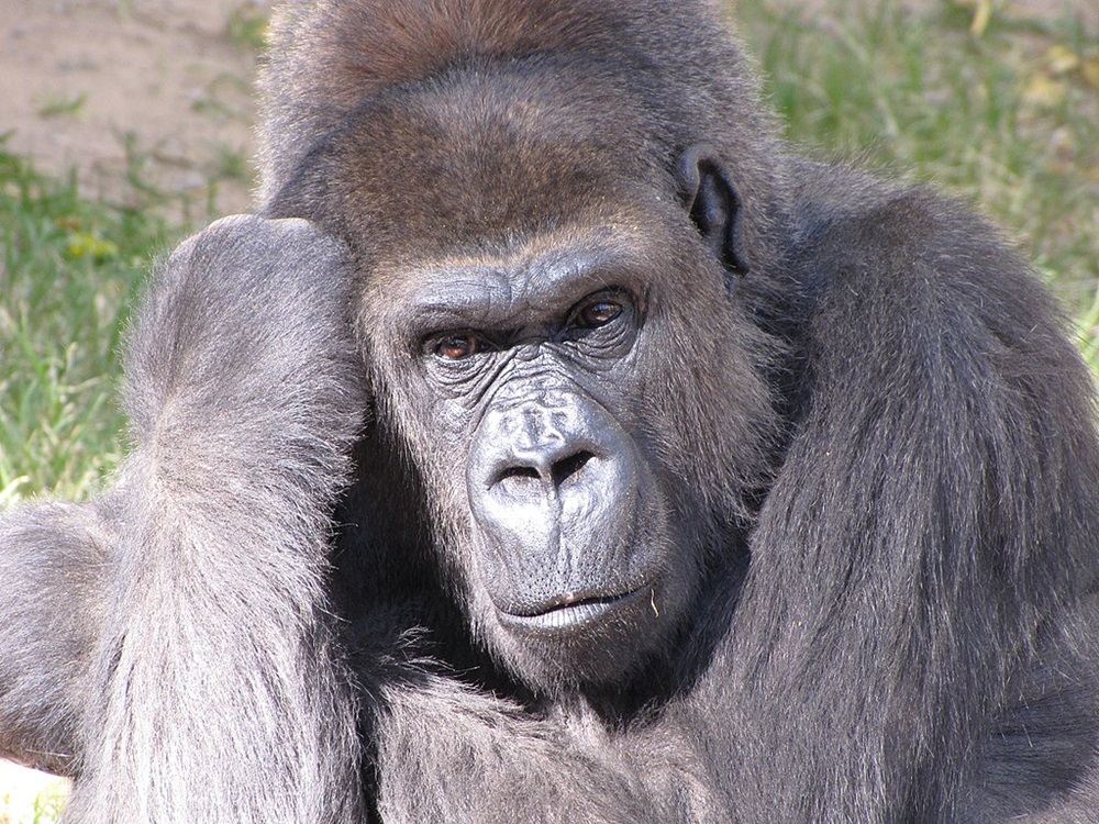 Famous Wild Animals