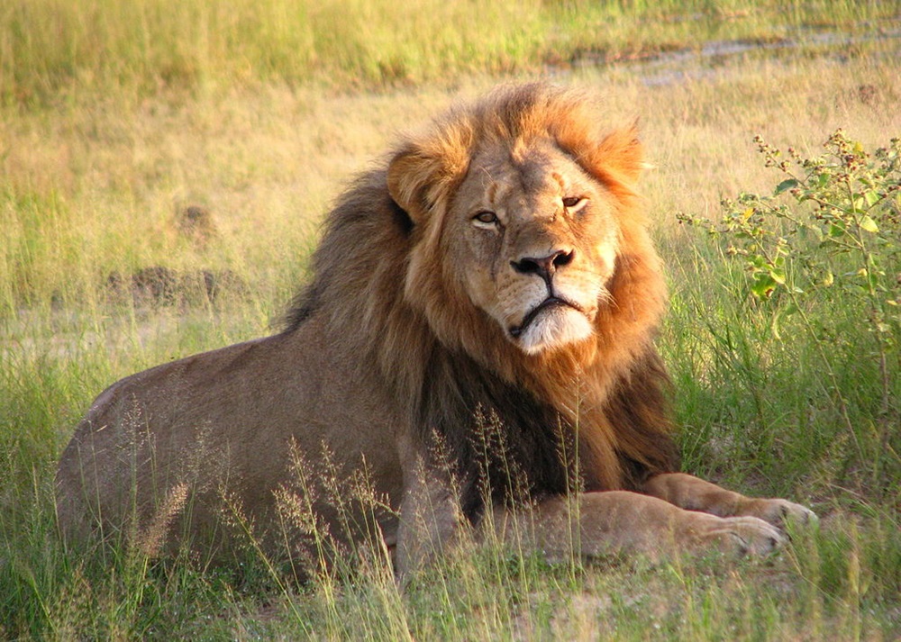 Famous Wild Animals