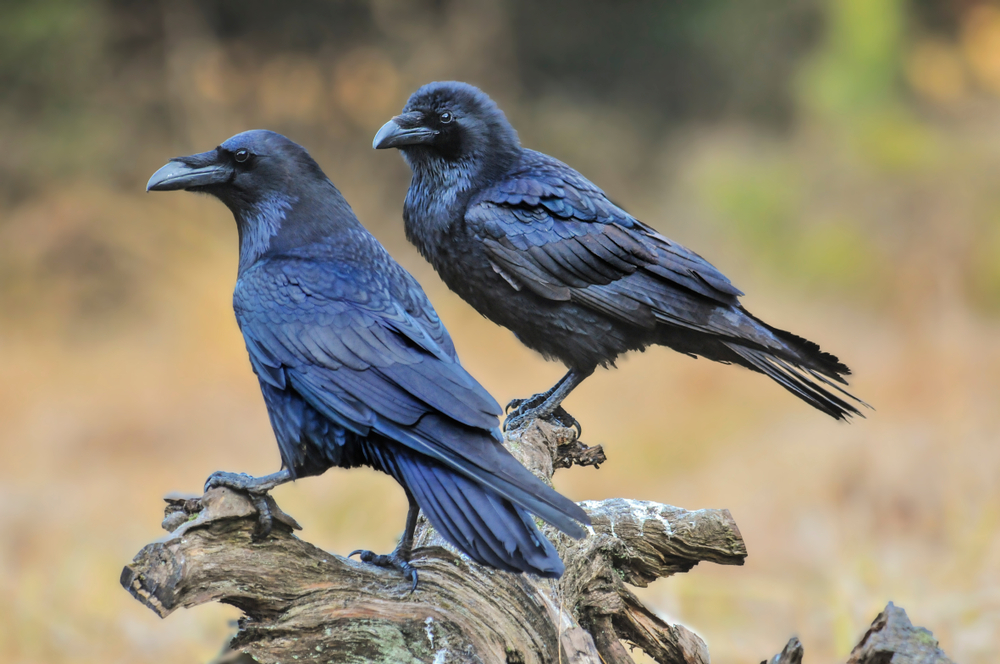 Funny Wildlife Habit