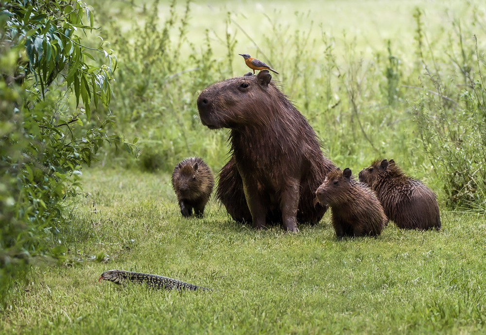 Funny Wildlife Habit