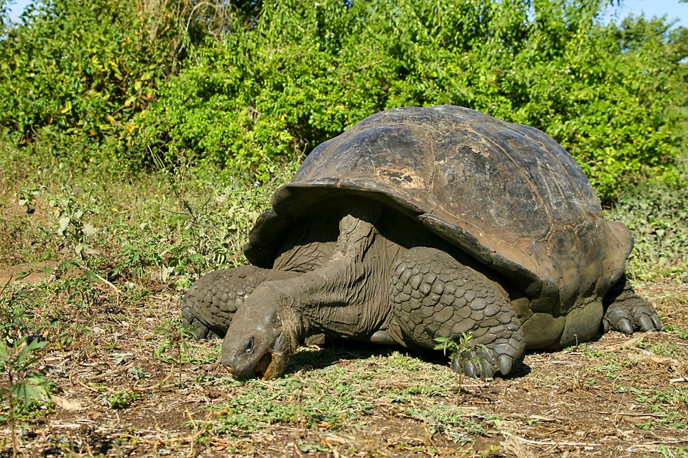 Longest Living Wildlife Animal