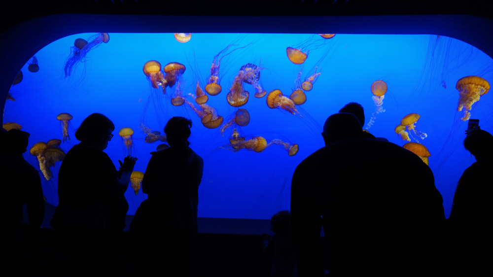 Aquariums