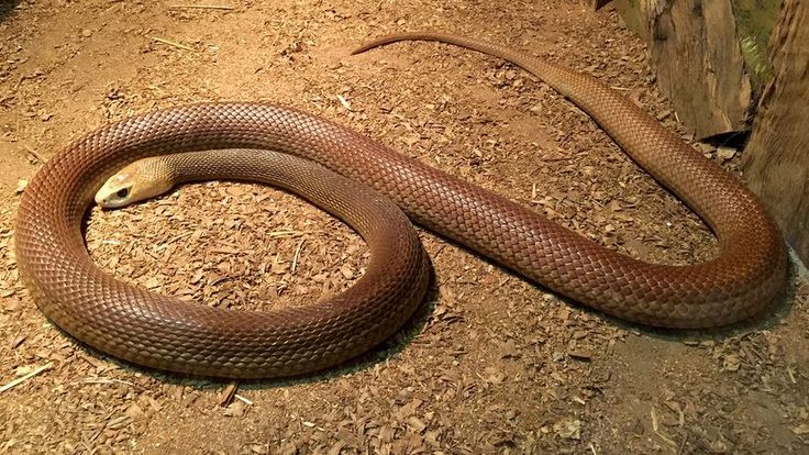 snake 