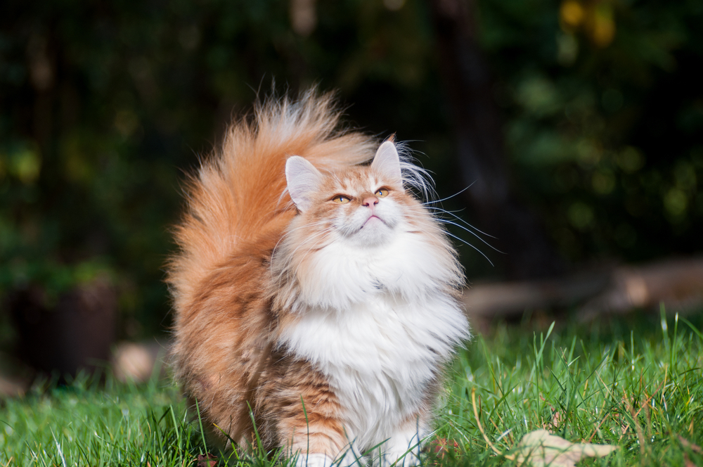 cats oranges