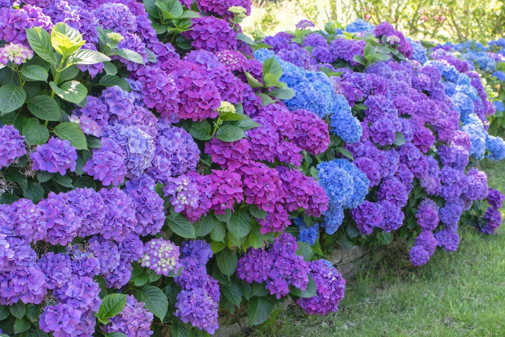 hydrangea