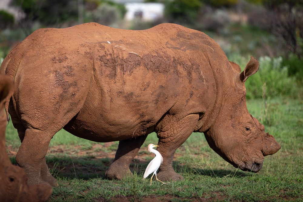 endangered species