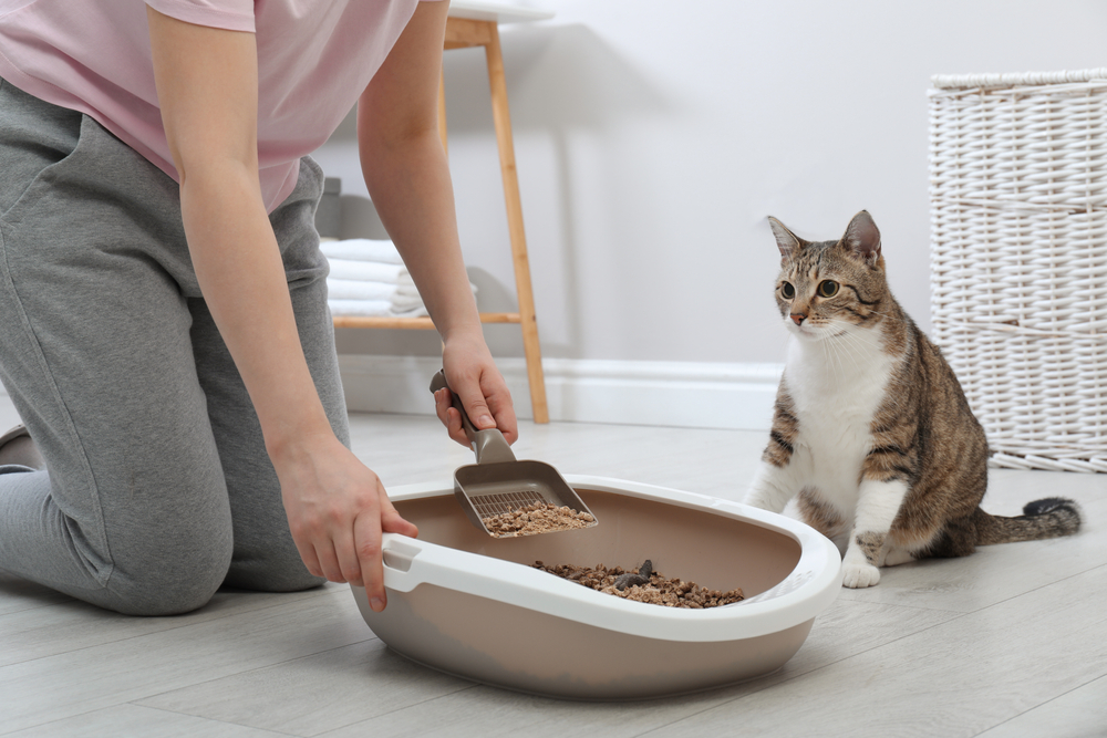 constipation in cats sitter