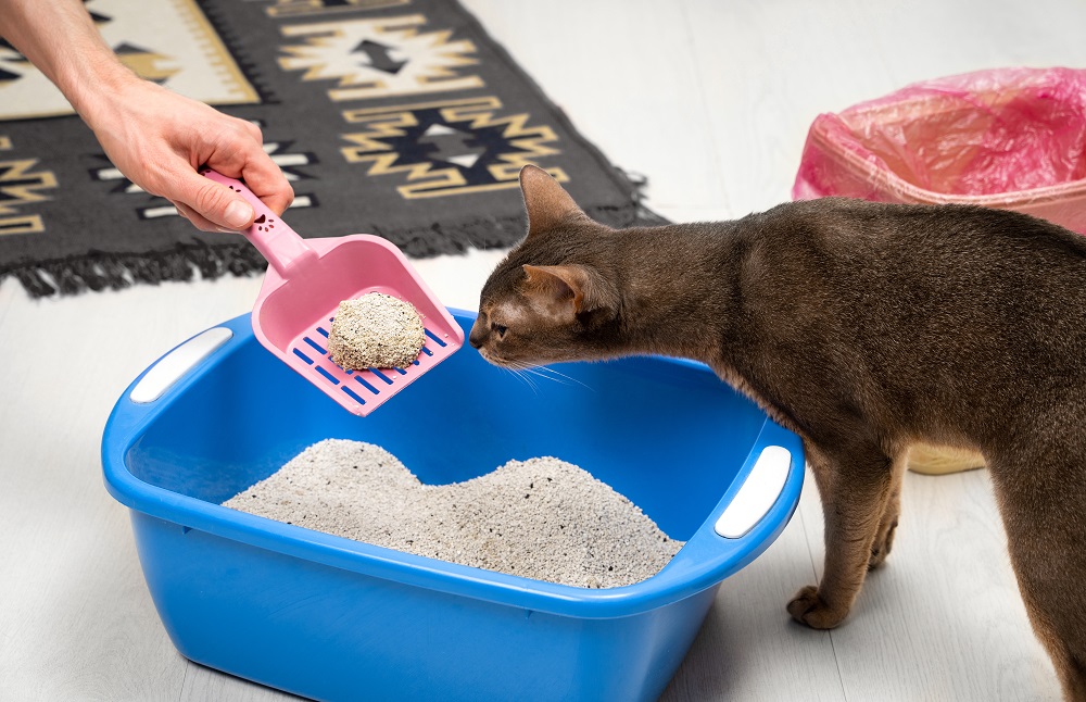 cat's litter box