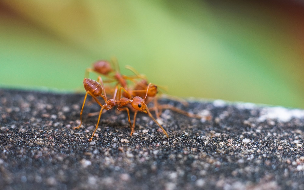 dangerous insects