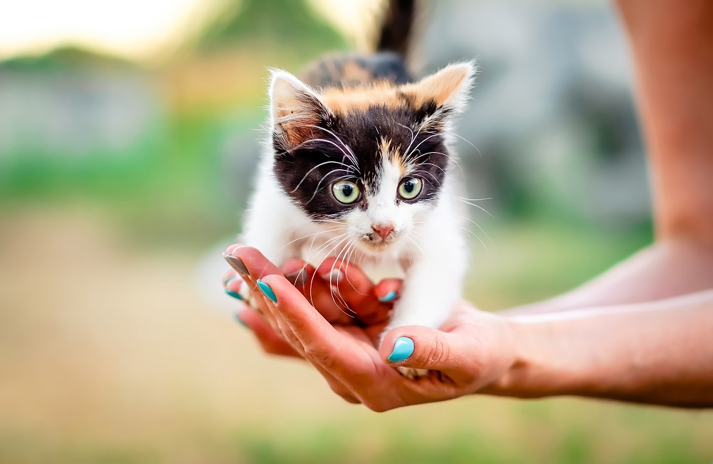 kitten health issues