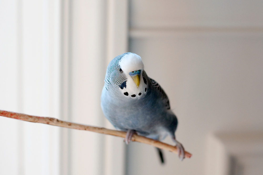 low-maintenance pets