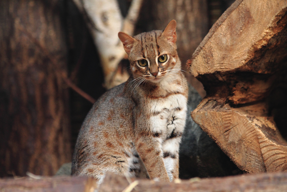 wild cat
