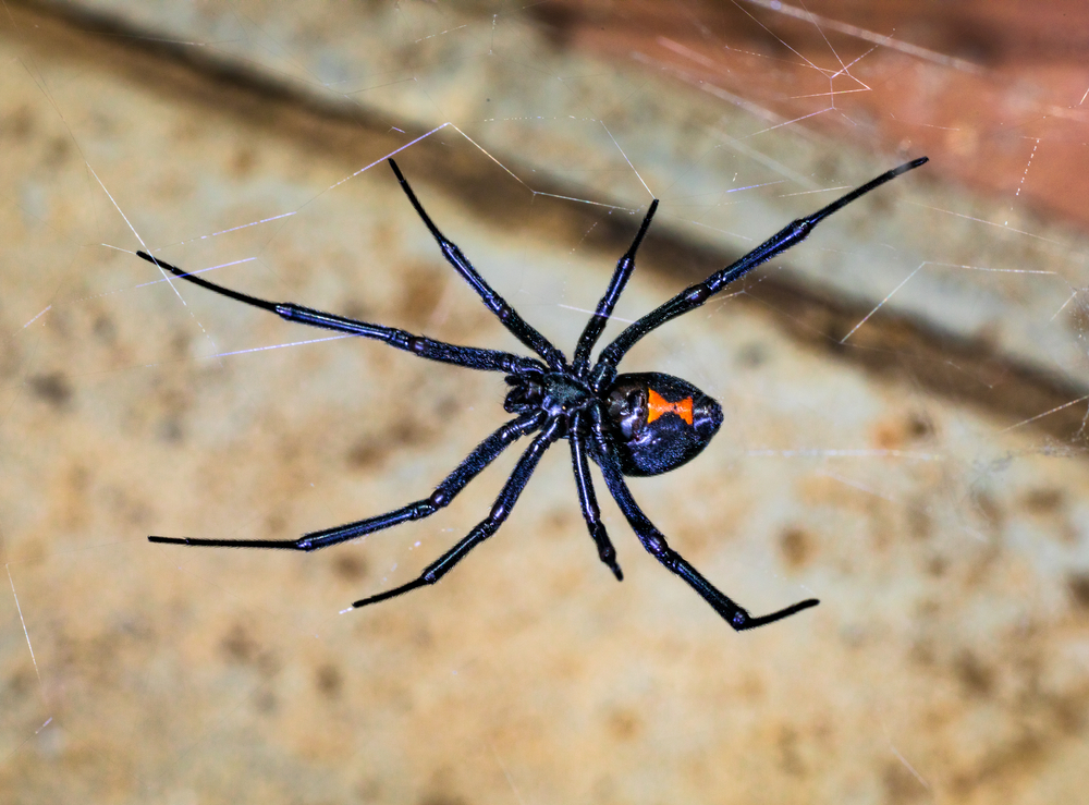 Spider