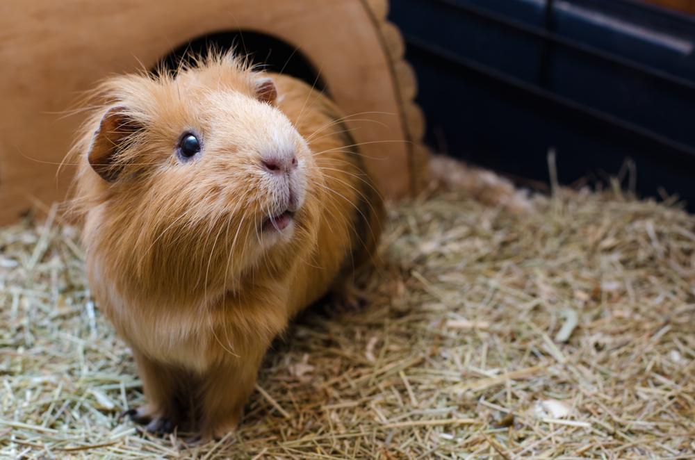 low-maintenance pet