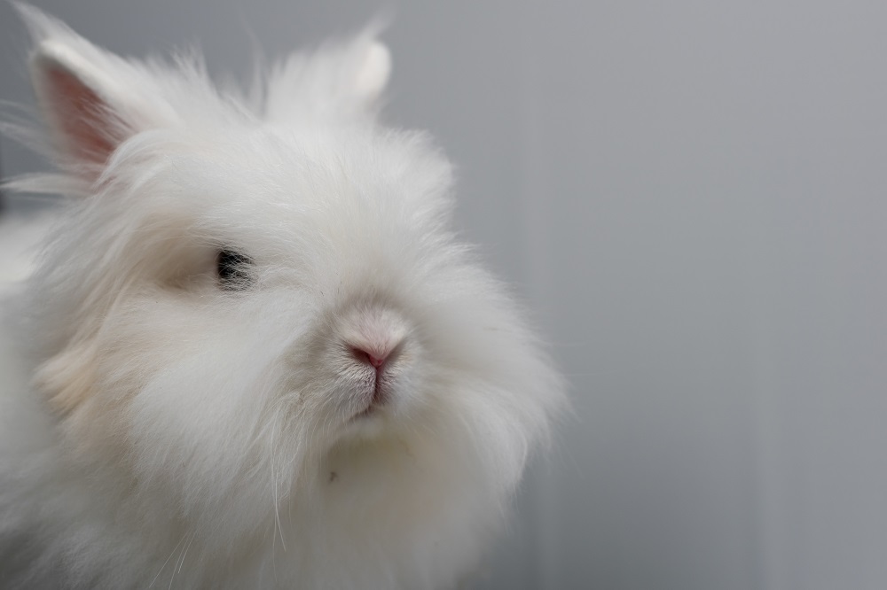 largest rabbit breeds