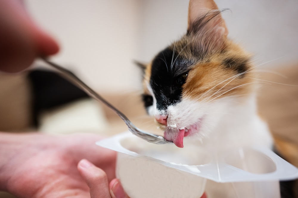 constipation in cats