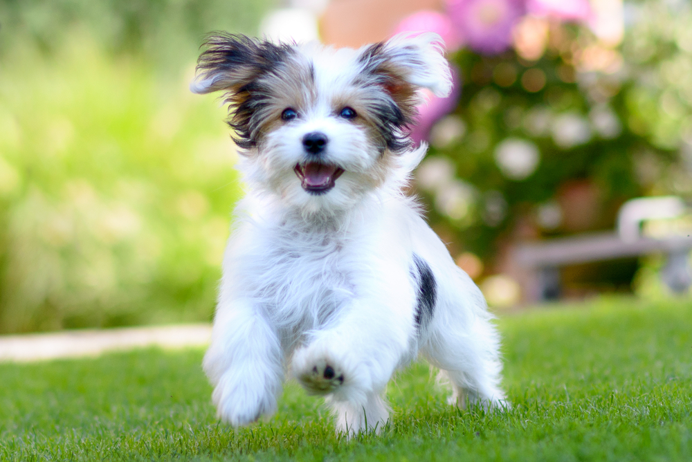 Longest-Living Dog Breeds