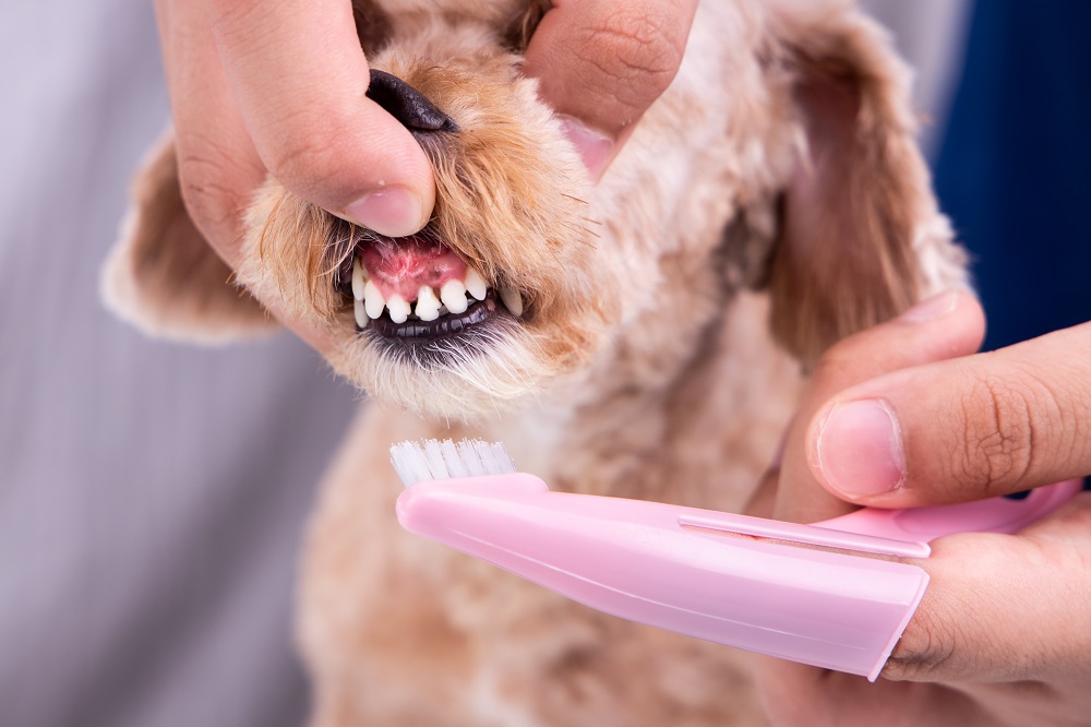 brush your dog's teeth