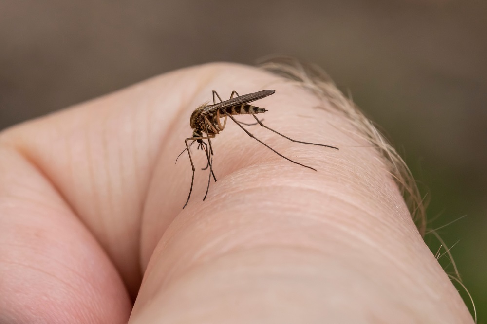 dangerous insects