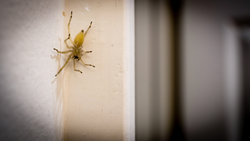 Spider