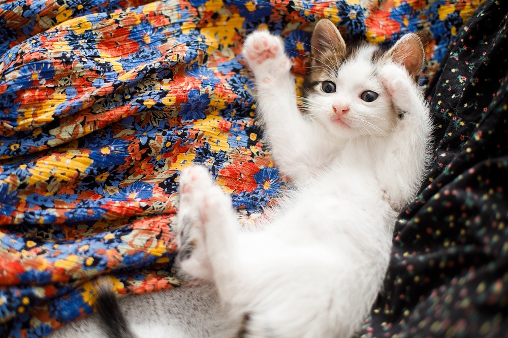 kitten health issues