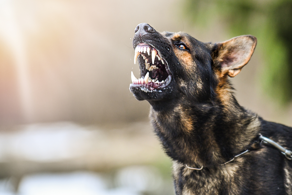 Dangerous Dogs