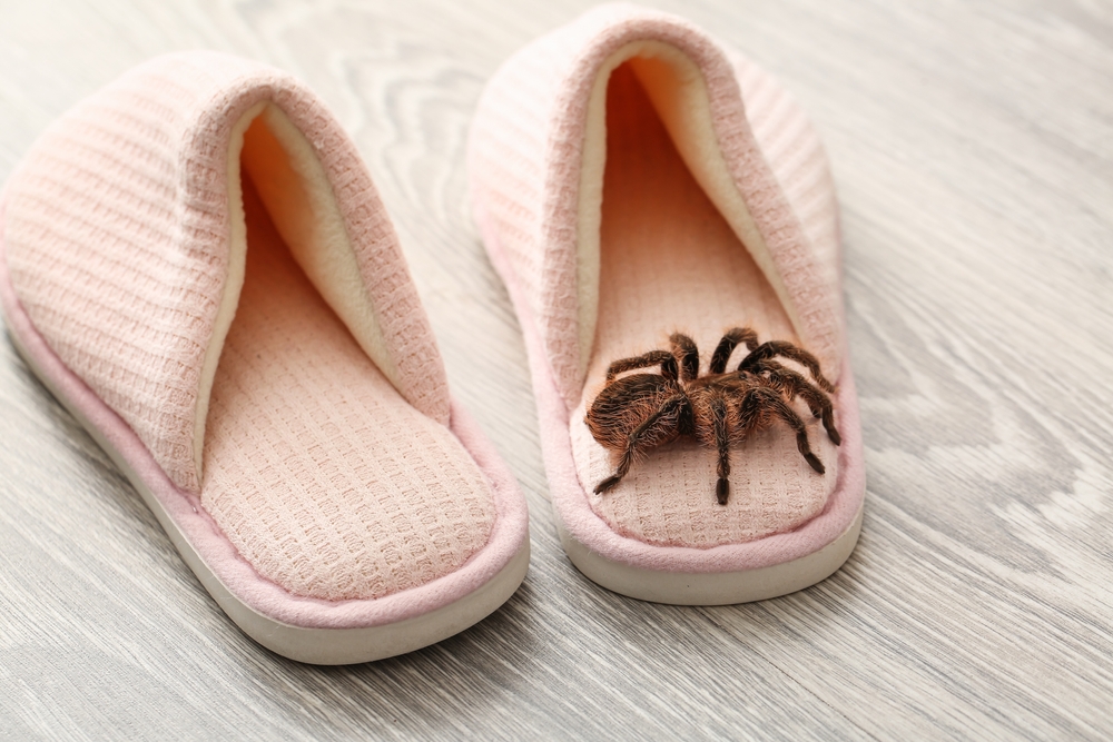 Spider