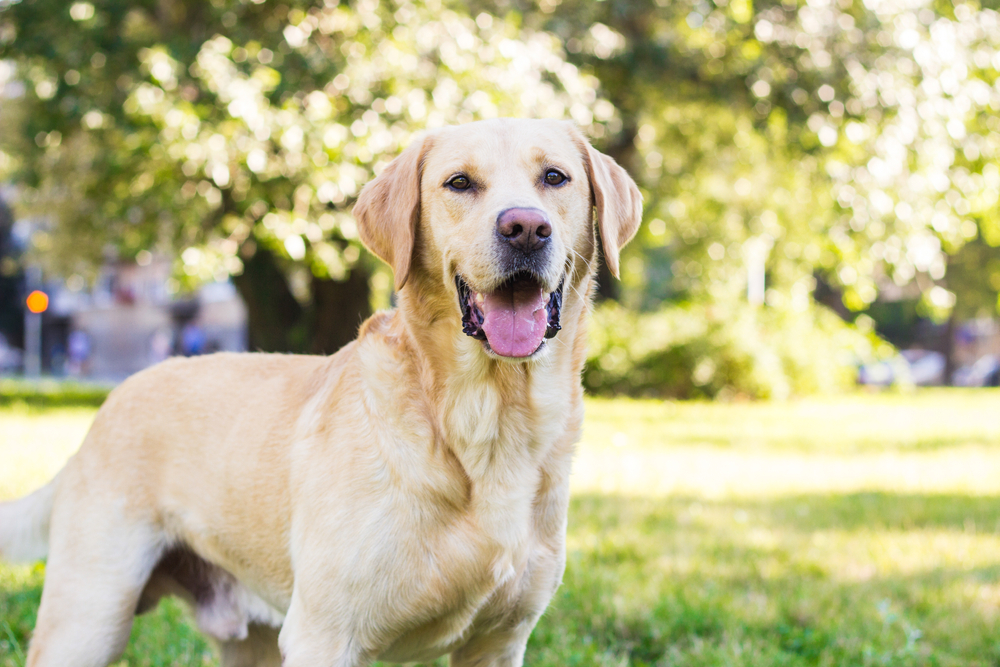 Charming Dog Breed