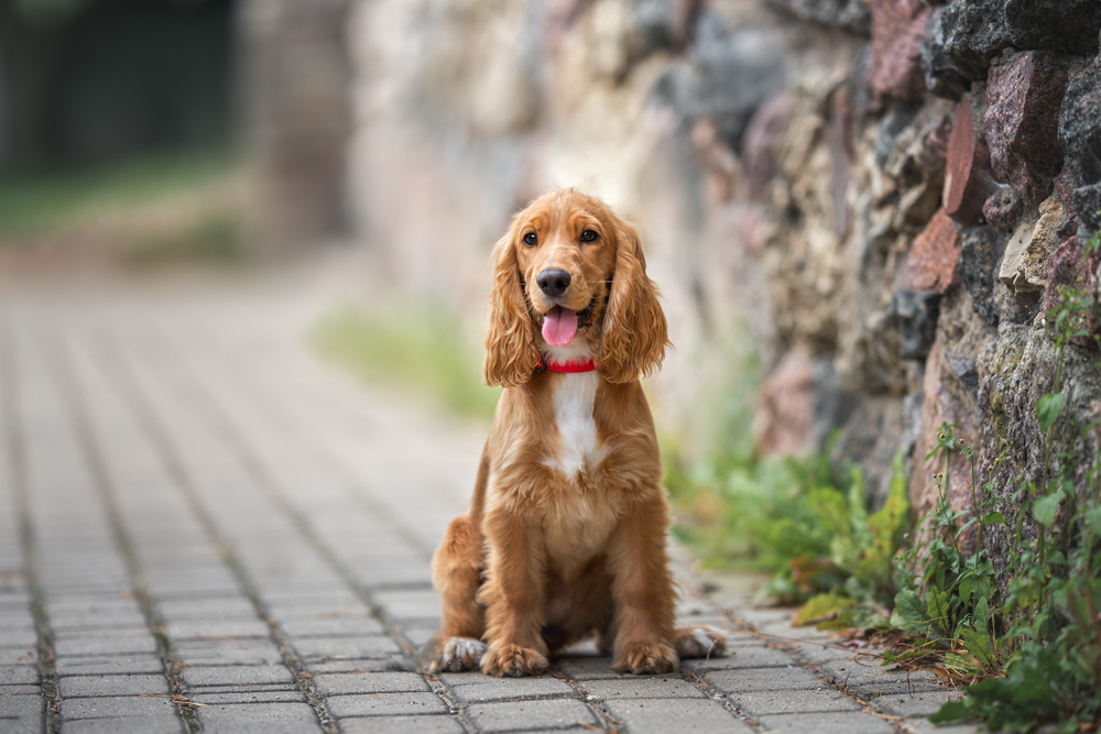 Charming Dog Breed