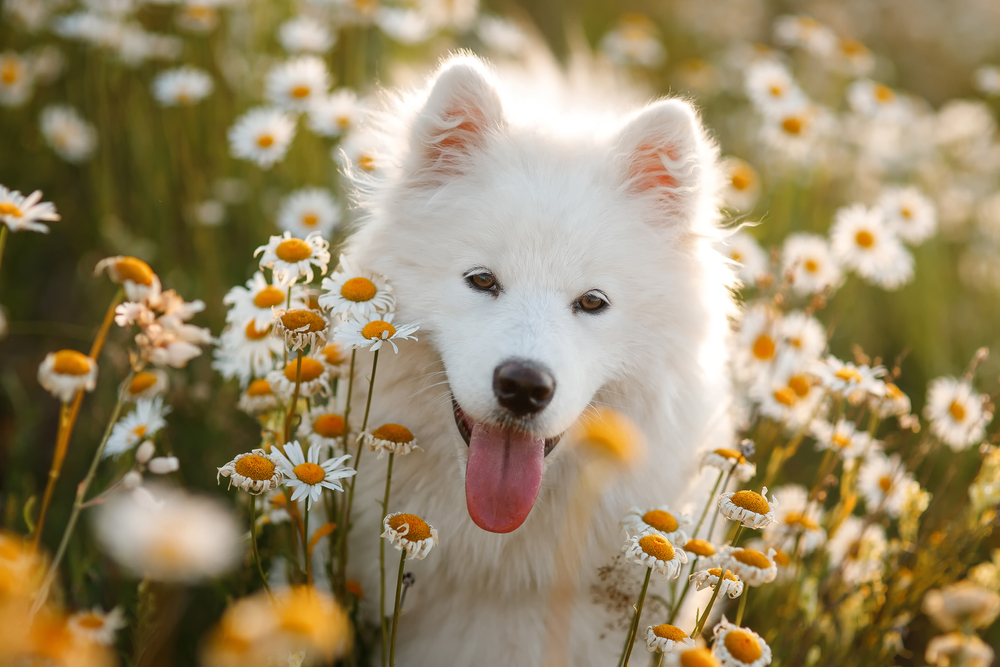 Charming Dog Breed