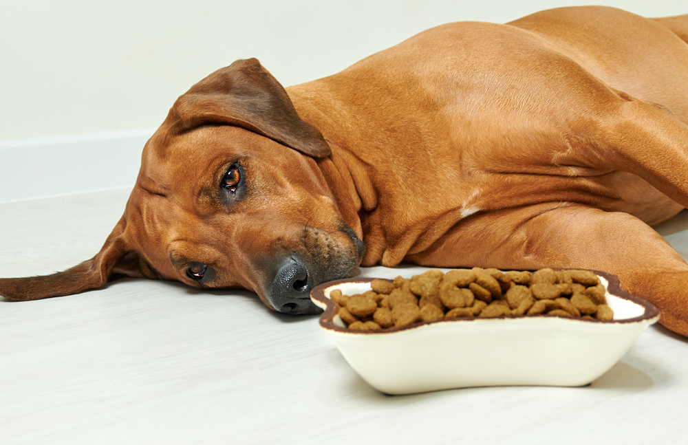 Dog Food Brand