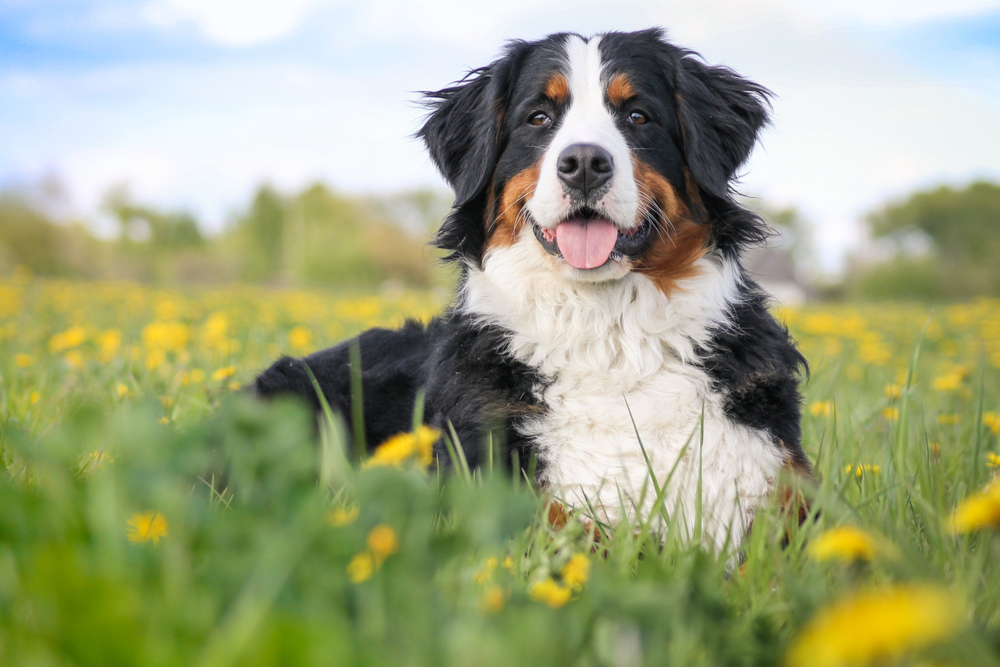 Gentle Dog Breed