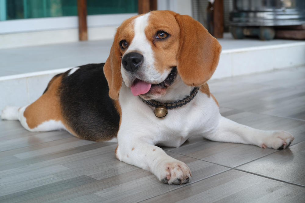 Gentle Dog Breed