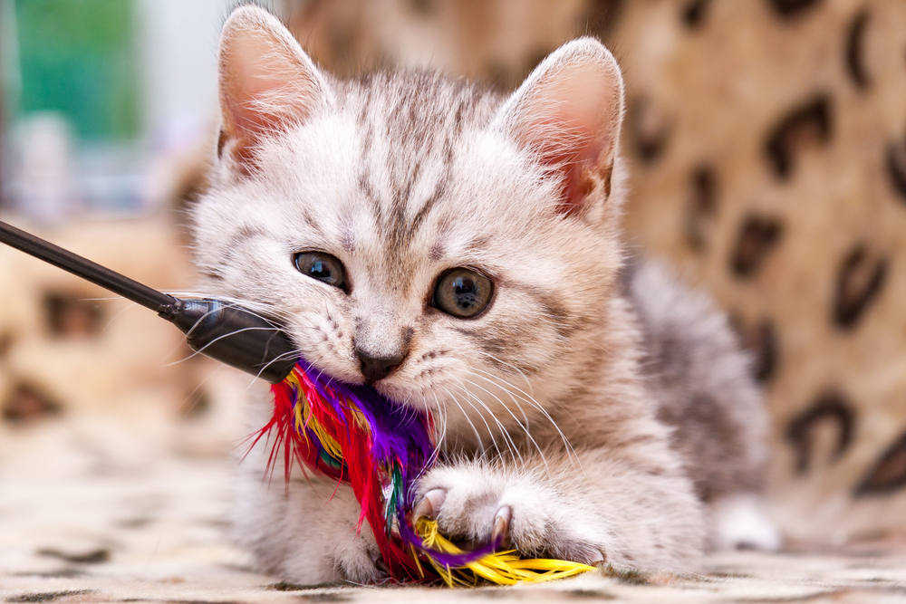 Happy Cat