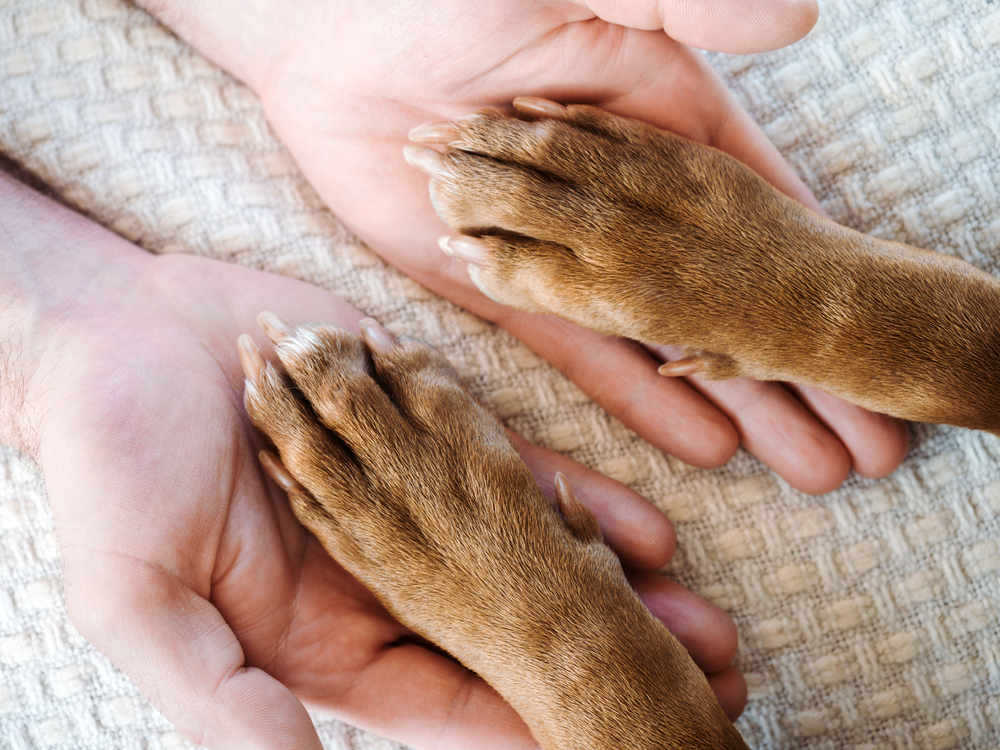 Pet Afterlife Visit