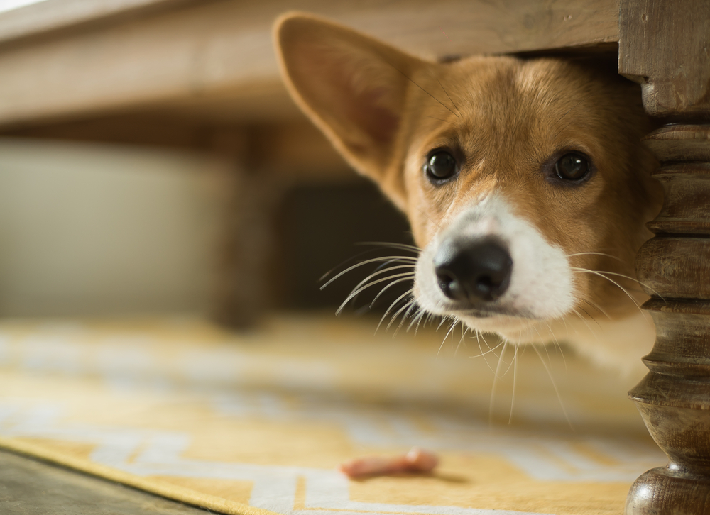 Pet Distress Sign