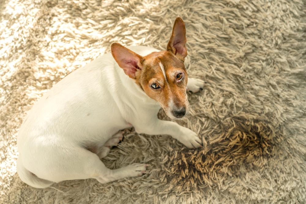 Pet Distress Sign