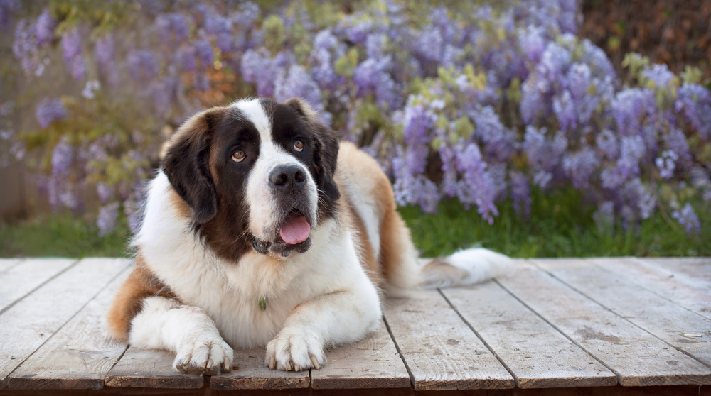Stubborn Dog Breed