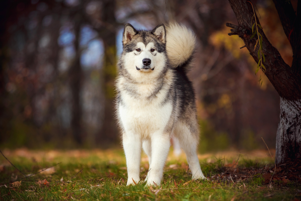 Stubborn Dog Breed