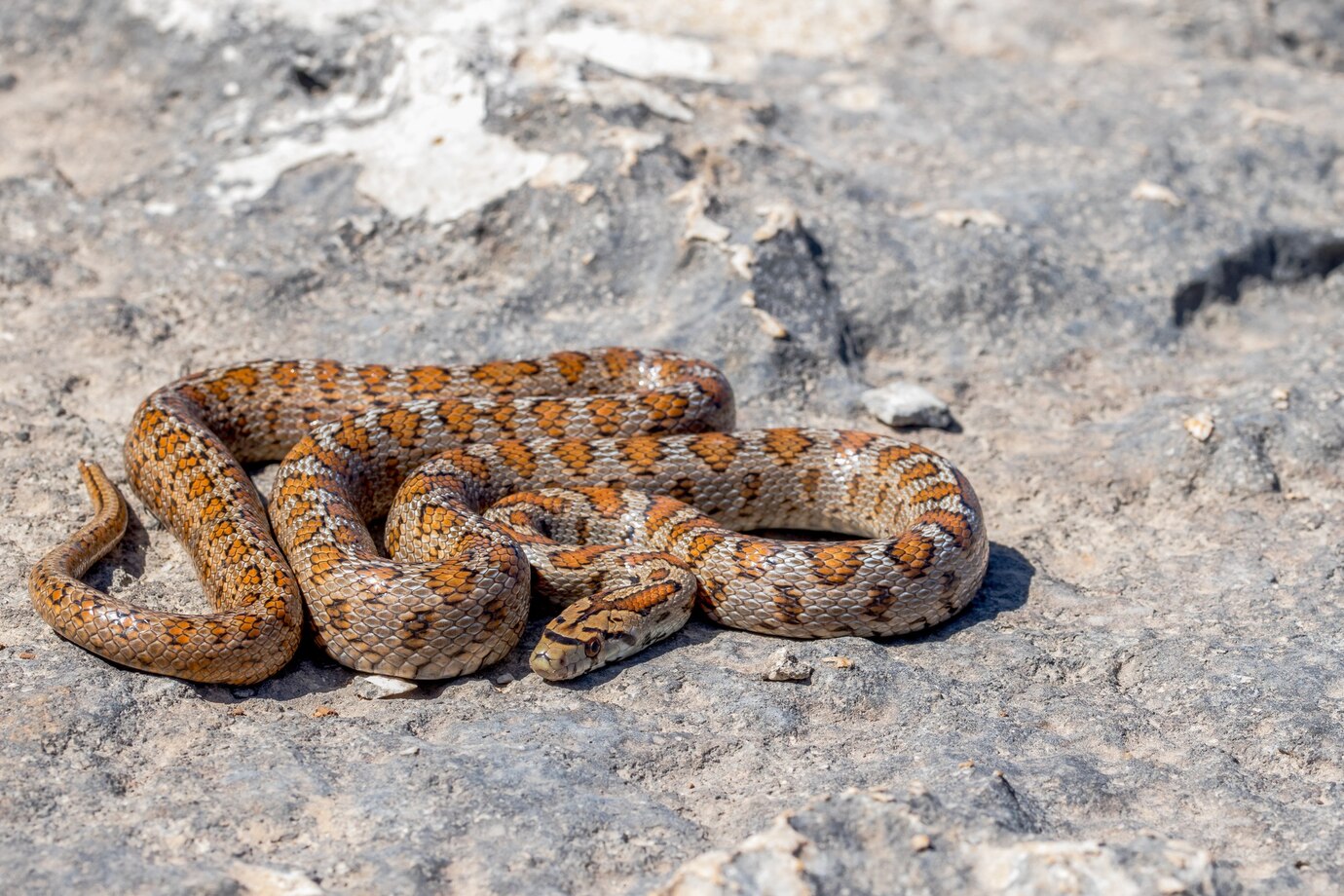 Texas Deadly Animals