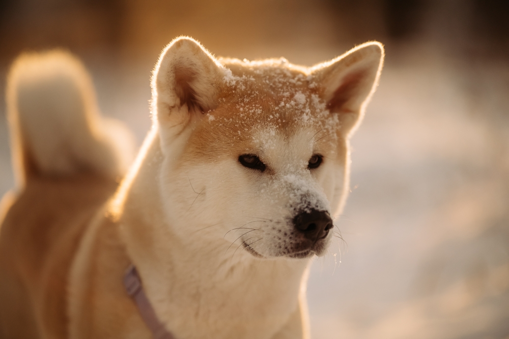 Unique Dog Breed