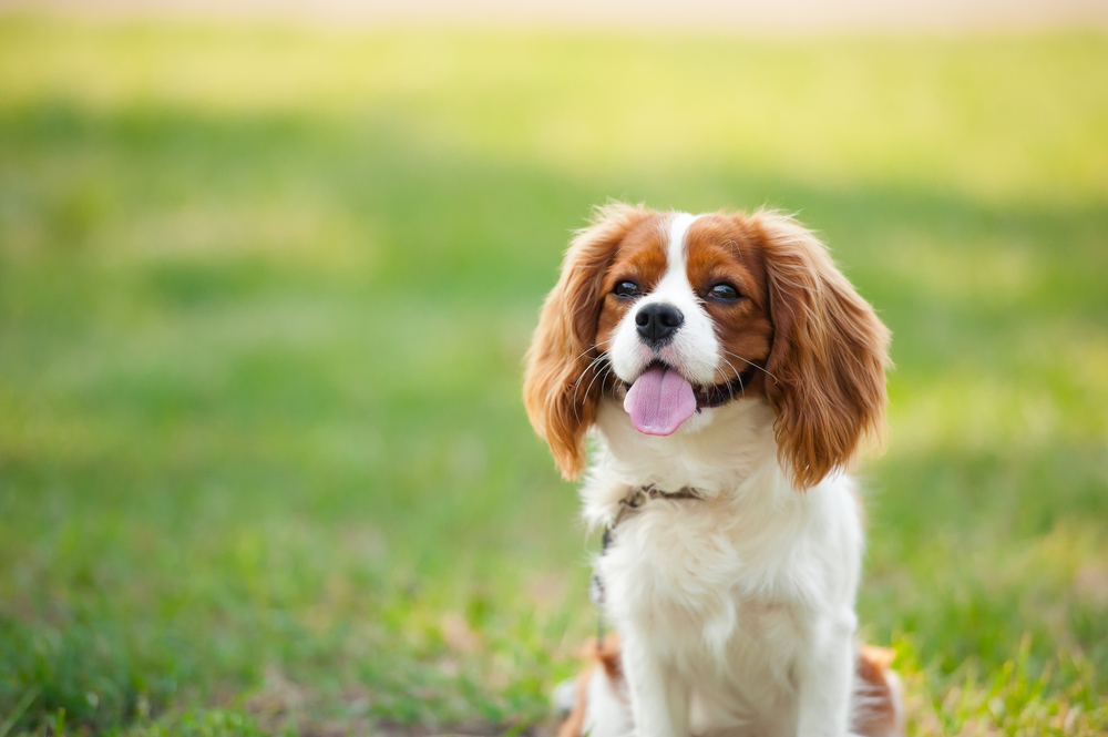 Unique Dog Breed