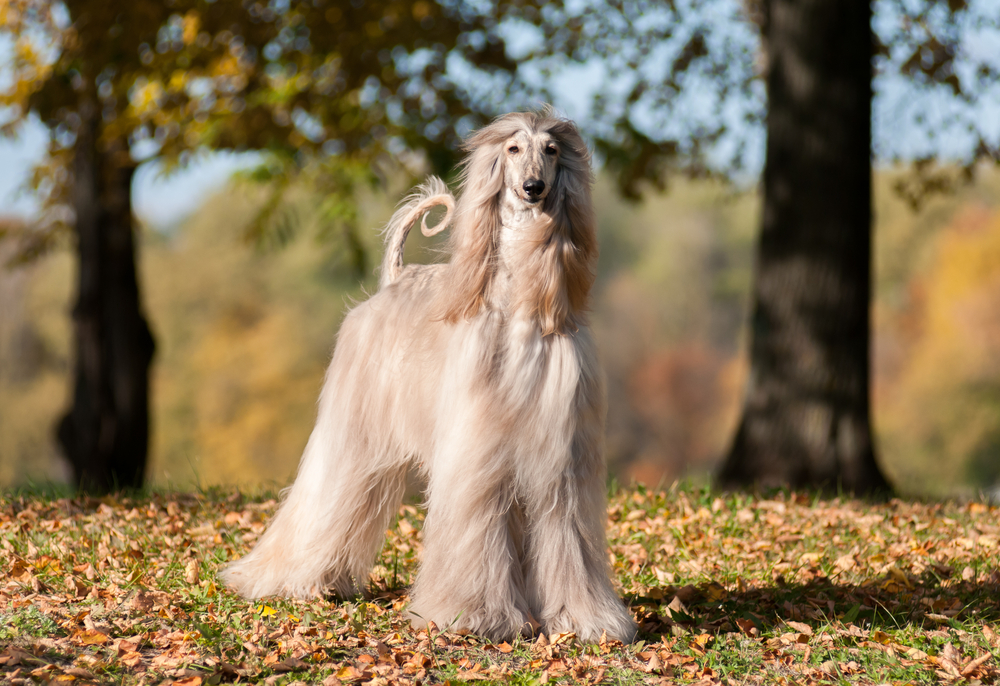 Unique Dog Breed