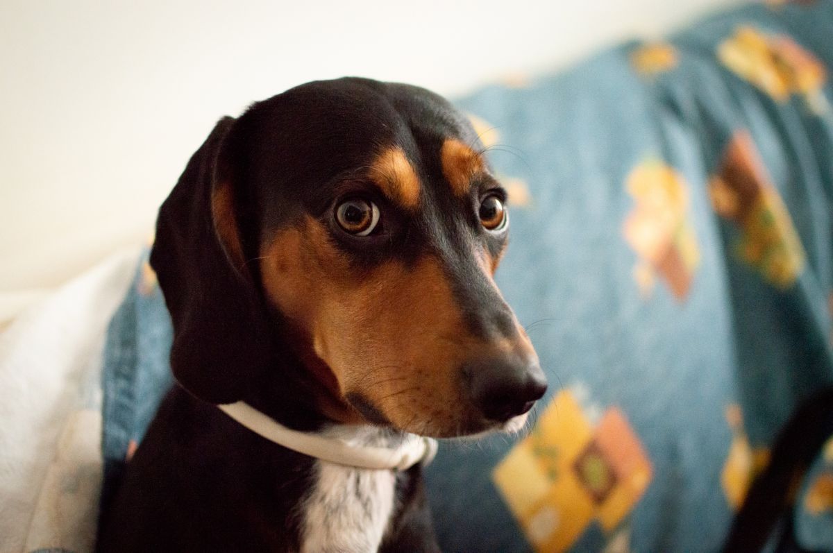 afraid-dog-1