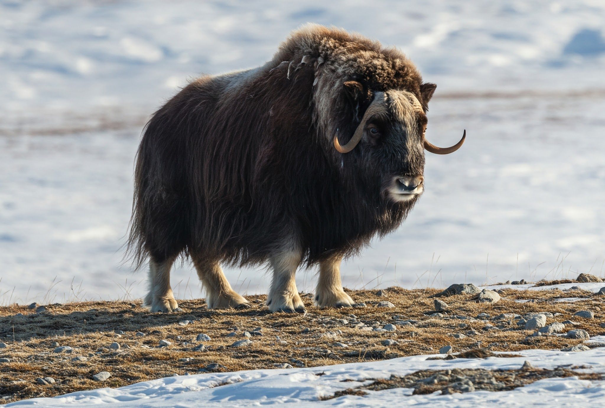 ancient animals