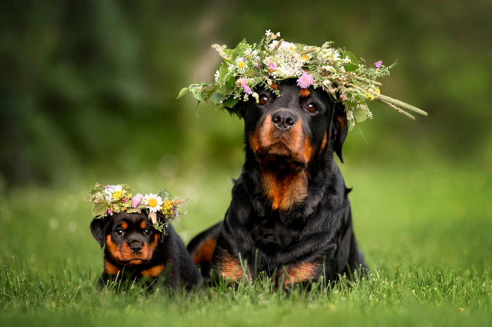 dog breeds
