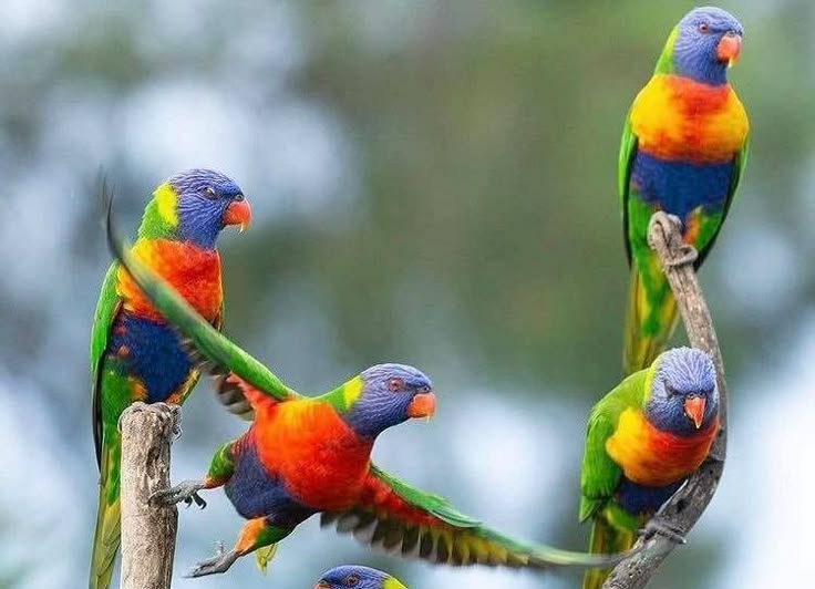 bird 