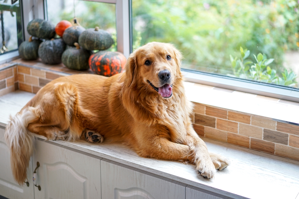 things your dog knows