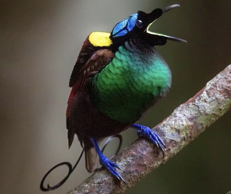 wilson's paradise bird 