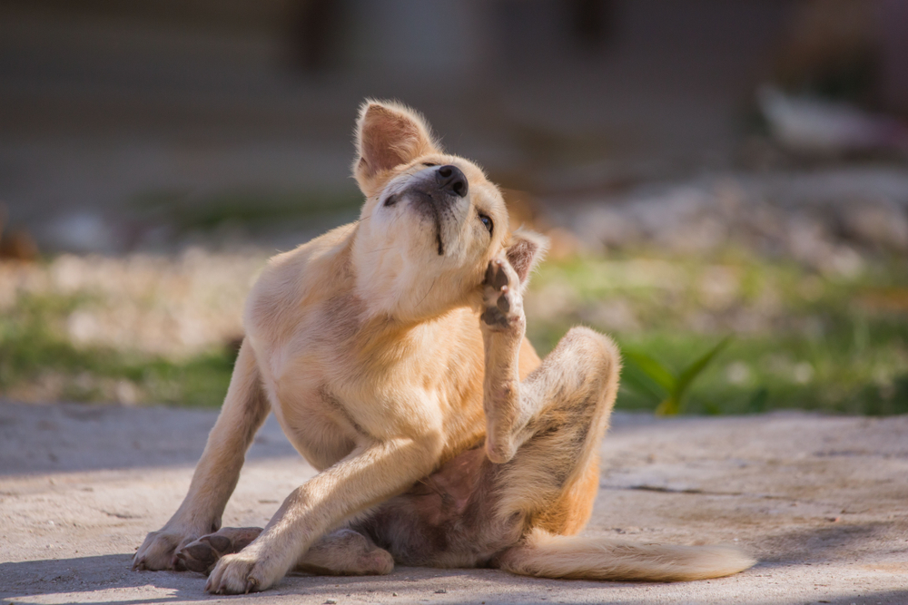 signs of ticks in dogs